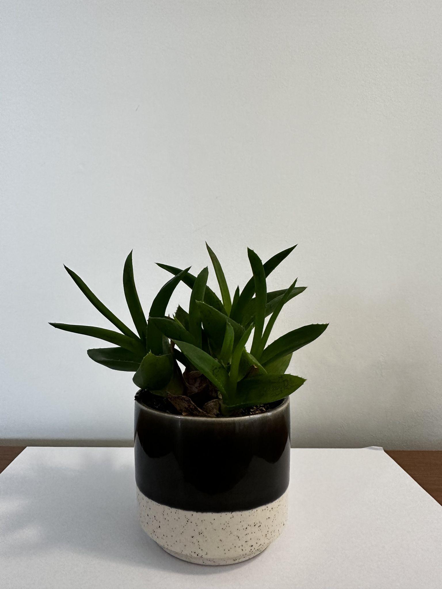 Product photography guide — raw phone photo with even window lighting on a plain background